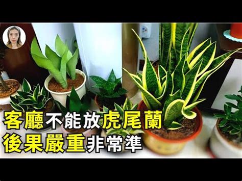 水耕虎尾蘭風水|水耕虎尾蘭風水擺放位置大公開